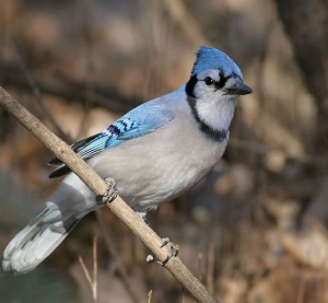 Blue Jays and crows are more likely to die from West Nile Virus than other birds.
